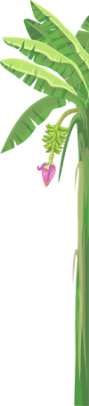 sepertor